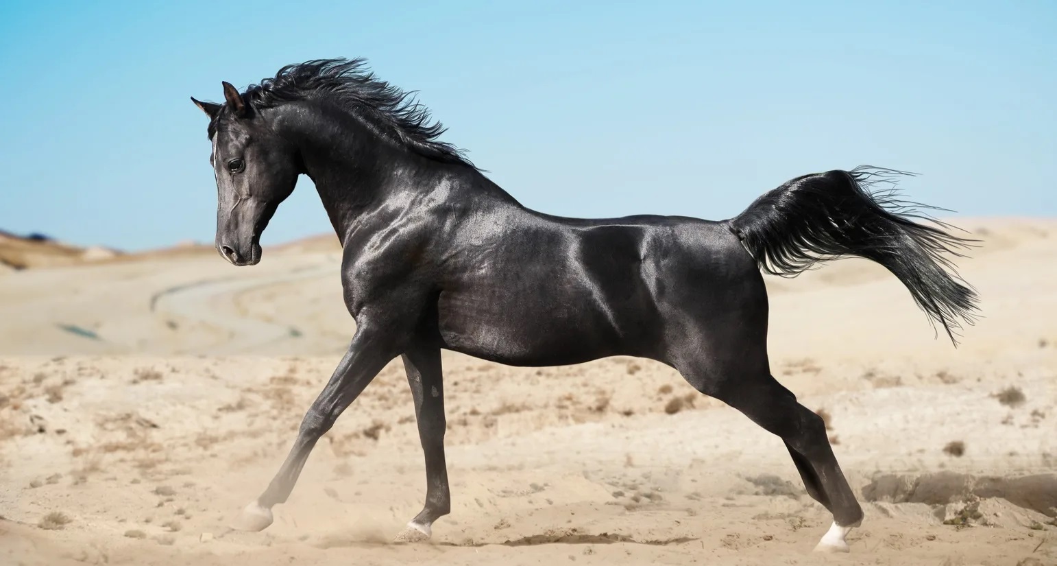 Arabian Horse most expensive pets in the world