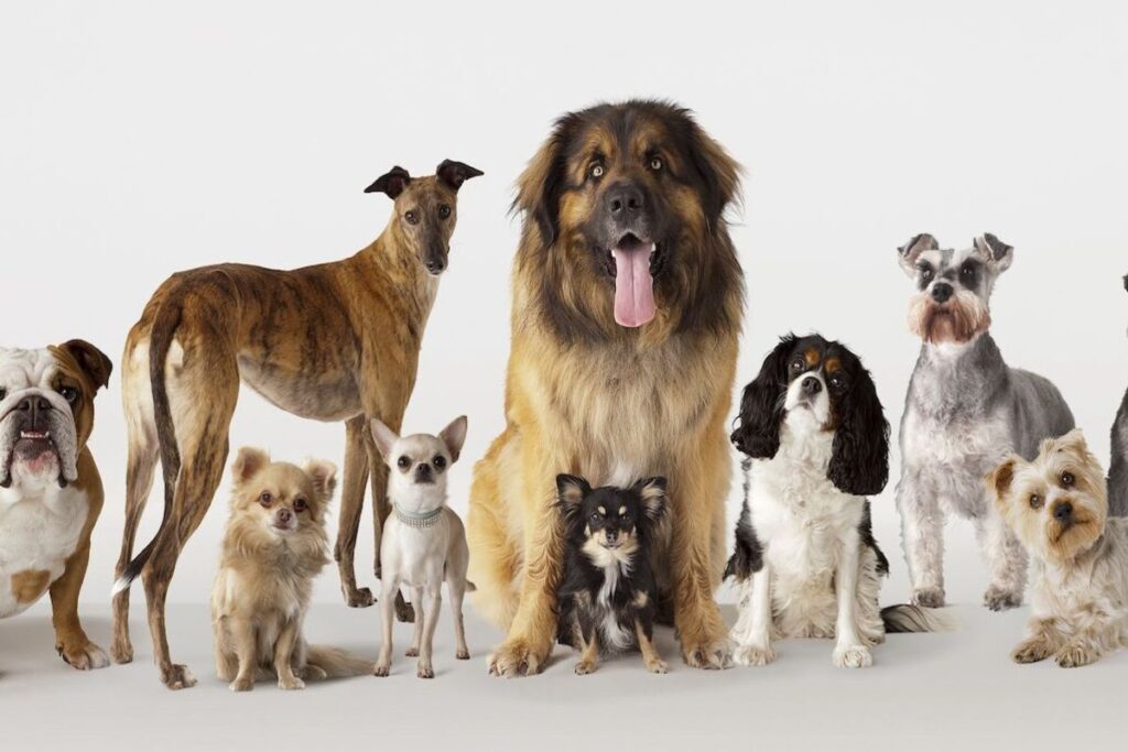 Most expensive breeds in India