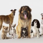 Most expensive breeds in India