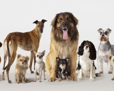 Most expensive breeds in India